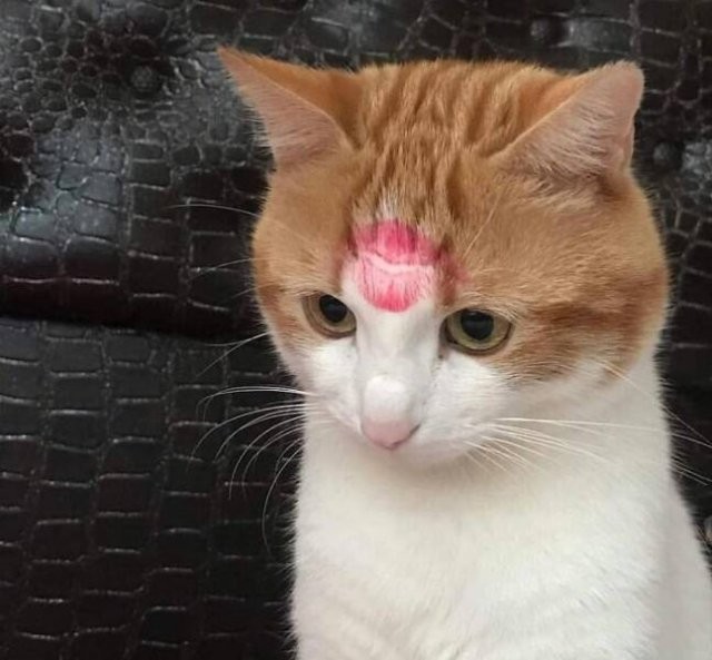 Прикольные КОТОмемы  