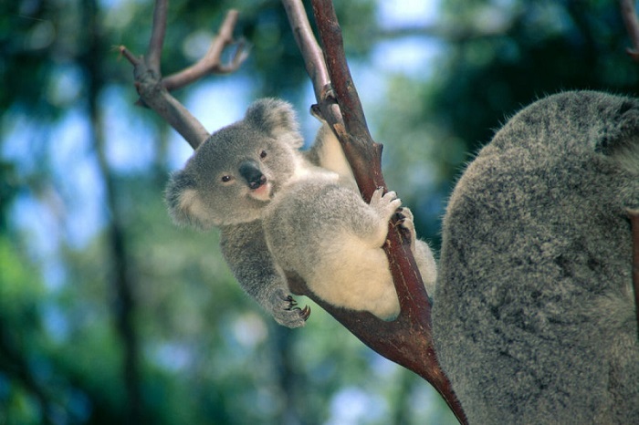 Детёныш коалы, который проживает в австралийском парке дикой природы.