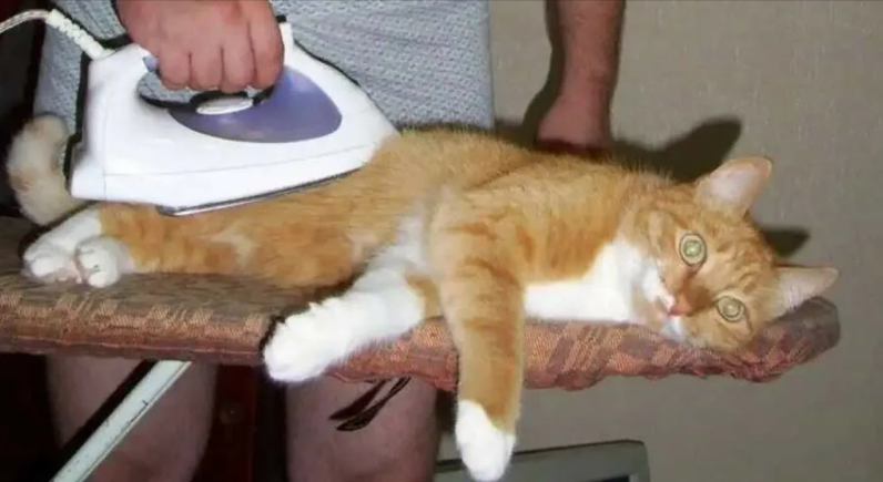 Русские пословицы о мурчащих кошка, кошке, кошек, кошки, любили, Великий, пост Борода, честь, есть Отольются, мышкины, слёзки Живут, собакой Отчего, гладок, бок Покупать, мешке Кот, пляс Зарекалась, серы Кошку, лазить Ночью, против, шерсти