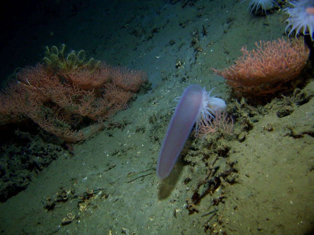 Пиросомы – одни из самых странных обитателей подводного мира