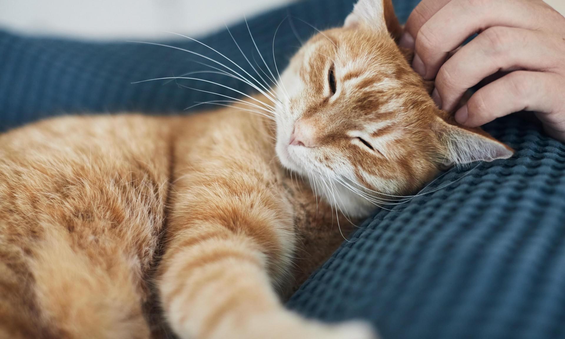 Почему кошки будят нас по ночам, и как отучить их от этой привычки