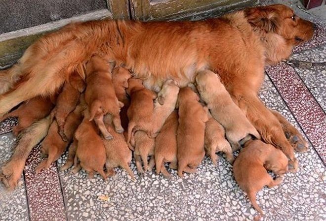 Мамочки и их щенки 