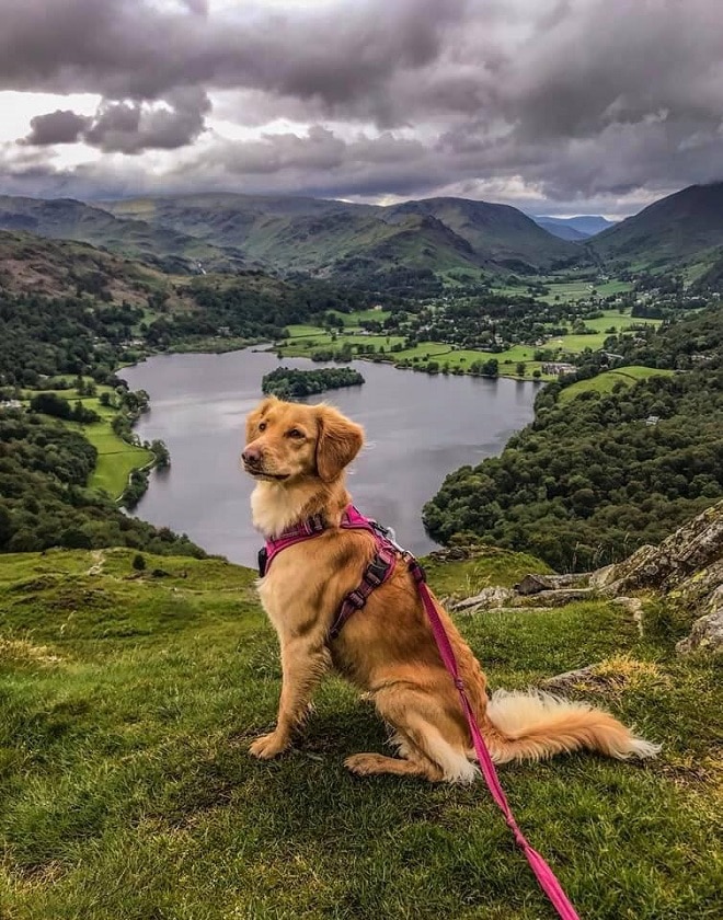 Собака сидит