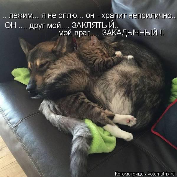 Котоматрица: .. лежим... я не сплю... он - храпит неприлично... ОН .... друг мой.... ЗАКЛЯТЫЙ.. мой враг..... ЗАКАДЫЧНЫЙ !!