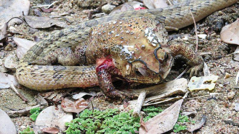 Змеи вида Oligodon fasciolatus потрошат жертву заживо