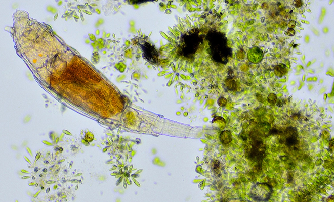 Червь возрастом 46 000 лет ожил в лаборатории после разморозки вечной мерзлоты — видео Червь возрастом 46 000 лет ожил в лаборатории после разморозки вечной мерзлоты — видео после, червя, экстремальных, глубине, около, нематод, доказательством, вечной, некоторые, Panagrolaimus, многоклеточные, организмы, способны, многоклеточных, животных, сибирской, проложила, дальнейшим, исследованиямНематоды, «естественного