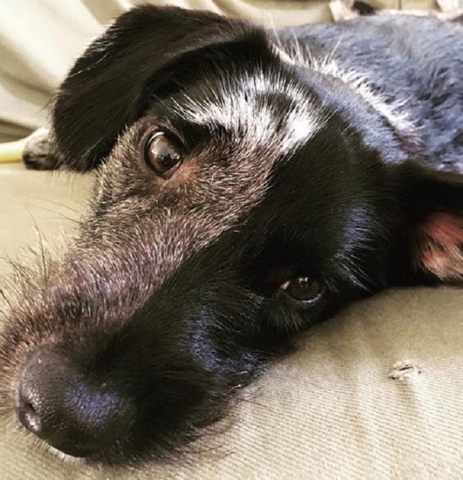 Собака лежит