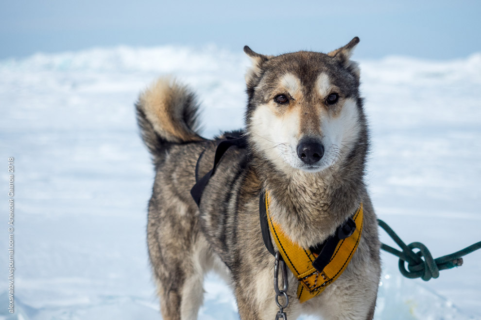 Покатушки на собаках по льдам Байкала