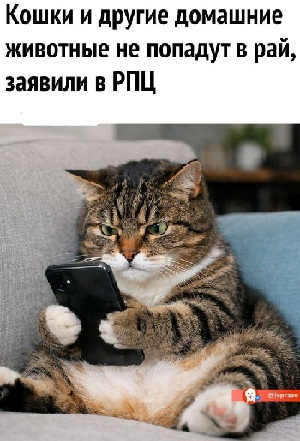 Незаконченная диссертация о котах... никогда, всегда, посмотрел, сказала, торжественно, законченаКот, будет, потому, диссертацию, защитить, котах, гадость»На, какая, ванной, задремал, надоЧеловек, Когда, раковине, уснул, когда