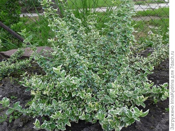 Бересклет Форчуна сорт &amp;amp;amp;amp;amp;amp;amp;amp;amp;amp;amp;amp;amp;amp;amp;amp;amp;amp;amp;amp;amp;laquo;Emerald Gaiety&amp;amp;amp;amp;amp;amp;amp;amp;amp;amp;amp;amp;amp;amp;amp;amp;amp;amp;amp;amp;amp;raquo; (Фото с сайта bonsai-tree.ru )