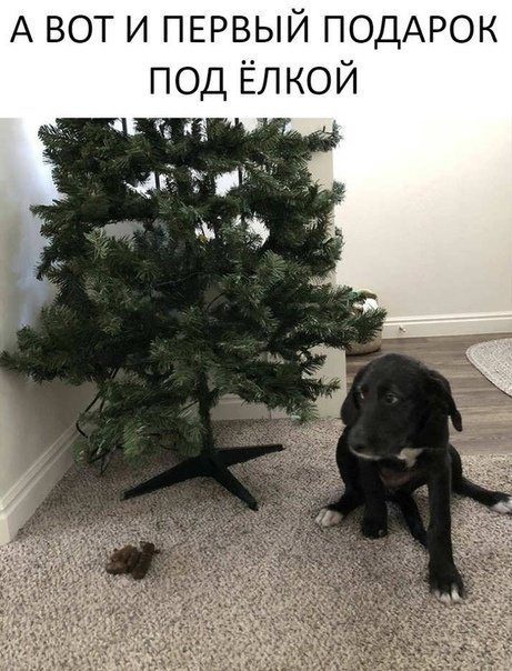 Весёлые фотомемы дня Весёлые фотомемы дня