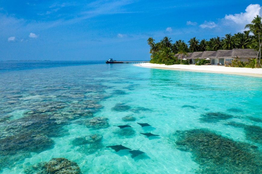 Скаты, проплывающие рядом с Baglioni Resort Maldives