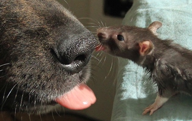 rat-dog-12