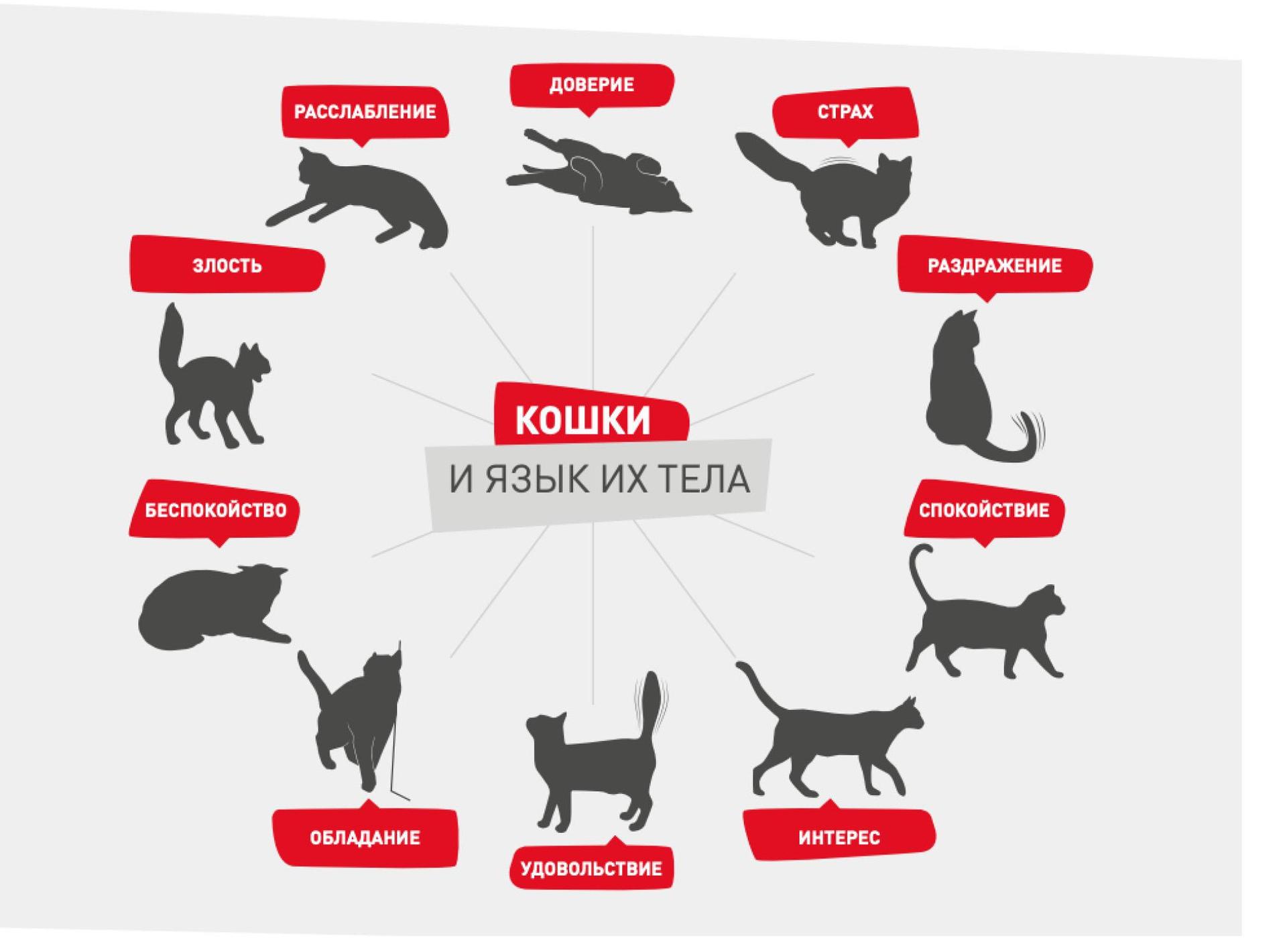 Наташа, мы все уронили: как понять, что говорит ваша кошка кошка, может, кошки, могут, понять, хвост, животного, владелец, которые, животное, питомец, кошек, звуки, стороны, положение, обратиться, точки, зрения, открыты, профилактики