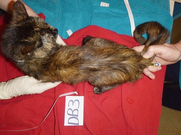 Британской кошатнице запретили пожизненно держать животных, после того как вскрыли ее квартиру Nicola Lissimore, West Midlands, Wolverhampton, животные, закон, кошки, правозащитники