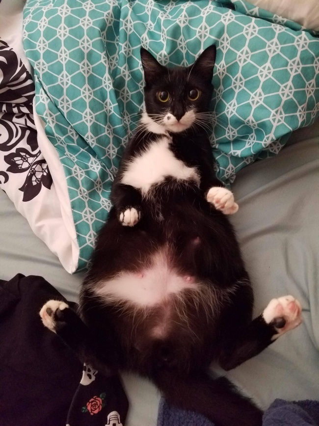 Мимишные беременные животные не всё так грустно