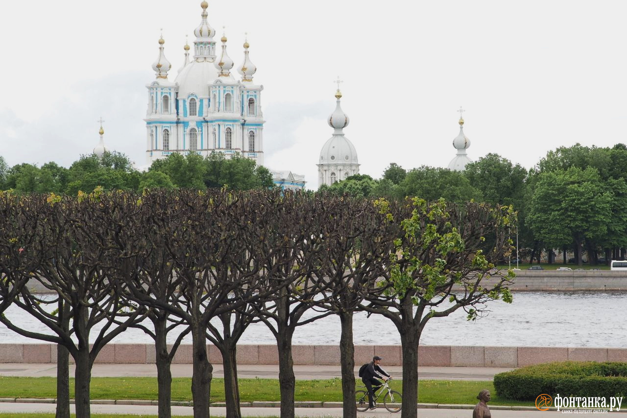 Деревья Санкт Петербурга Фото С Названиями