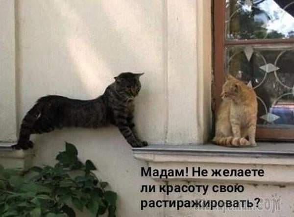 Юмор из интернета 622 позитив,смех,смехотерапия,улыбки,юмор