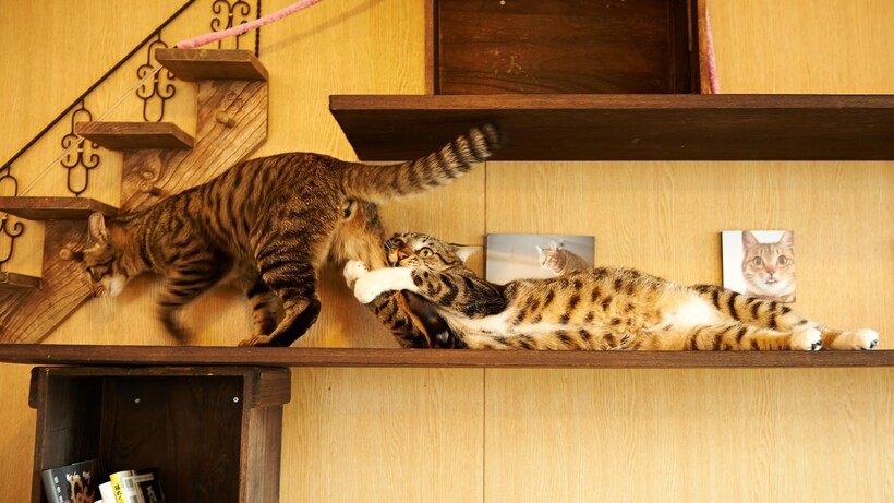 18 уморительных фото, которые доказывают, что 2 кошки лучше, чем одна домашние животные,наши любимцы
