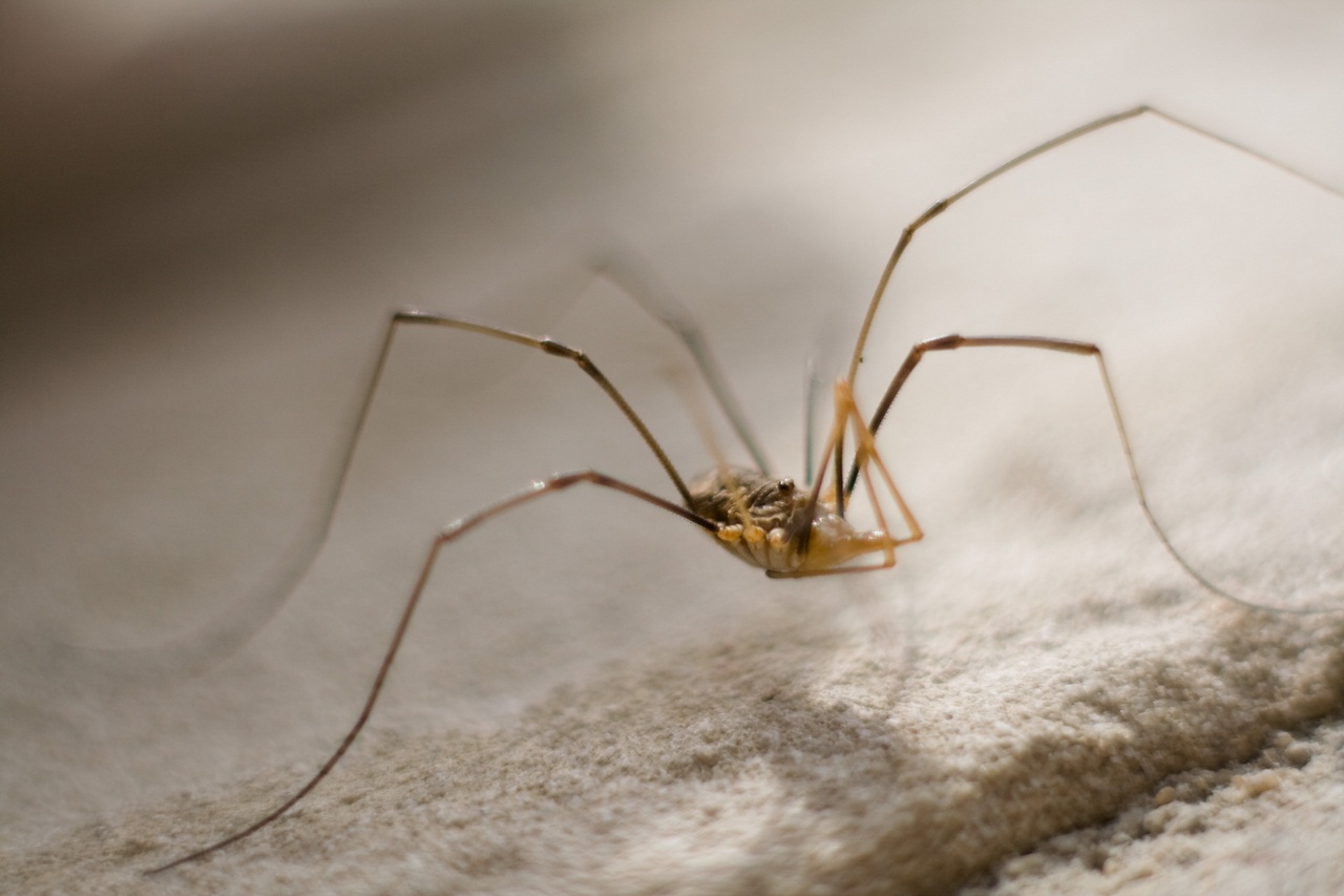 Паук сенокосец. Сенокосцы (Opiliones). Сенокосцы паукообразные. Тарантул сенокосец. Паук сенокосец домашний.