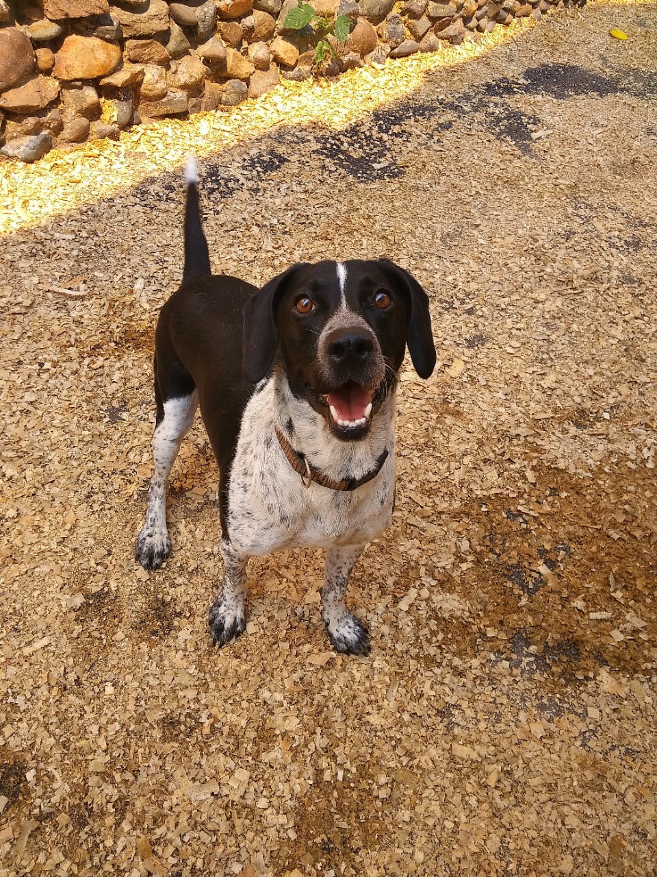 пёс на прогулке