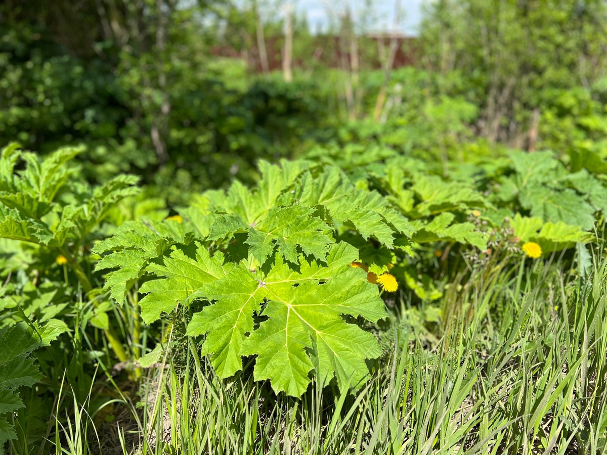 Борщевик Мантегацци