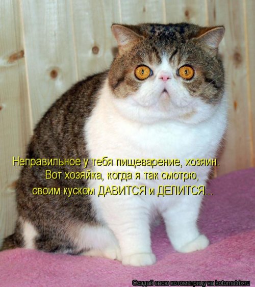 Свежая котоматрица для всех (31 шт)