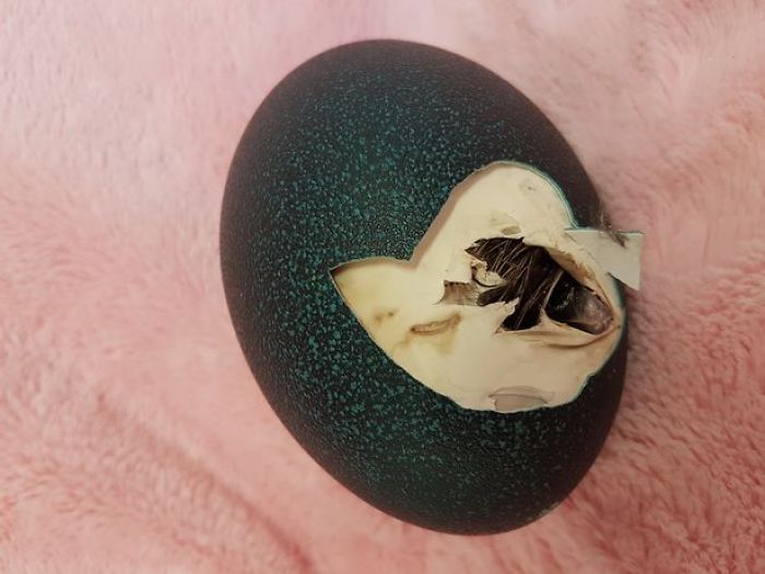 Женщина приобрела на eBay яйцо за 30 долларов, и вот кто у неё теперь живёт