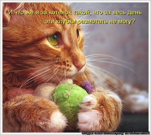 Лучшая котоматрица недели  смешные картинки