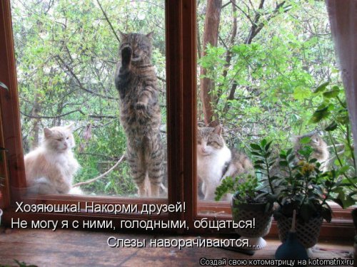 Свежая котоматрица для всех (31 шт)