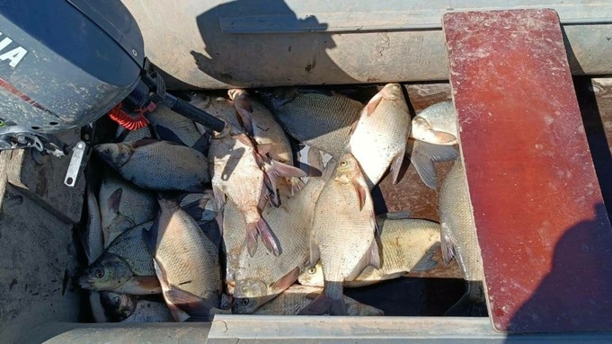 Житель Алтайского края поймал 26 лещей и попал под 