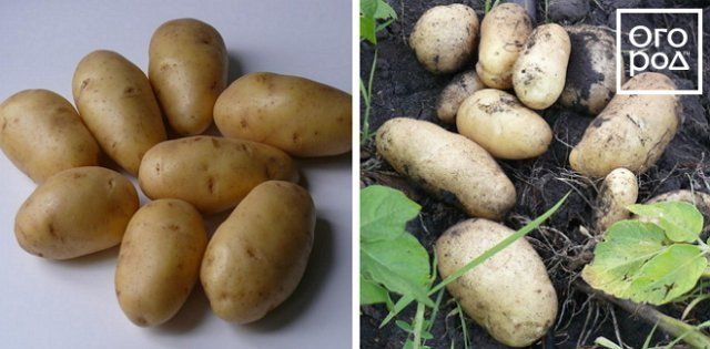 Как получить два урожая молодой картошки в средней полосе картофель
