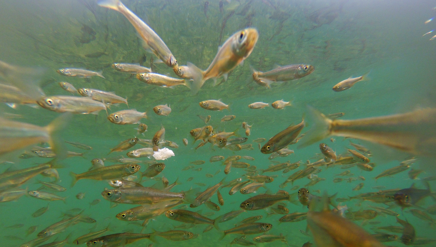 Байкальская нерпа: как живет эндемик  самого глубокого озера в мире нерпы, нерпа, байкальская, жизни, ласты, когтями, которые, может, животного, живут, время, нерпаФото, служат, точно, месяца, Байкала, довольно, байкальской, который, особей