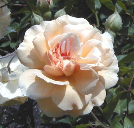 Мускусная роза: сорта, выращивание и уход мускусных, мускусные, крупные, особенно, почти, распускаются, длинные, укрытия, гКусты, быстрорастущие, ароматом, диаметром, Цветки, высотой, сорта, шириной, побеги, слабошипованные, требует, собраны