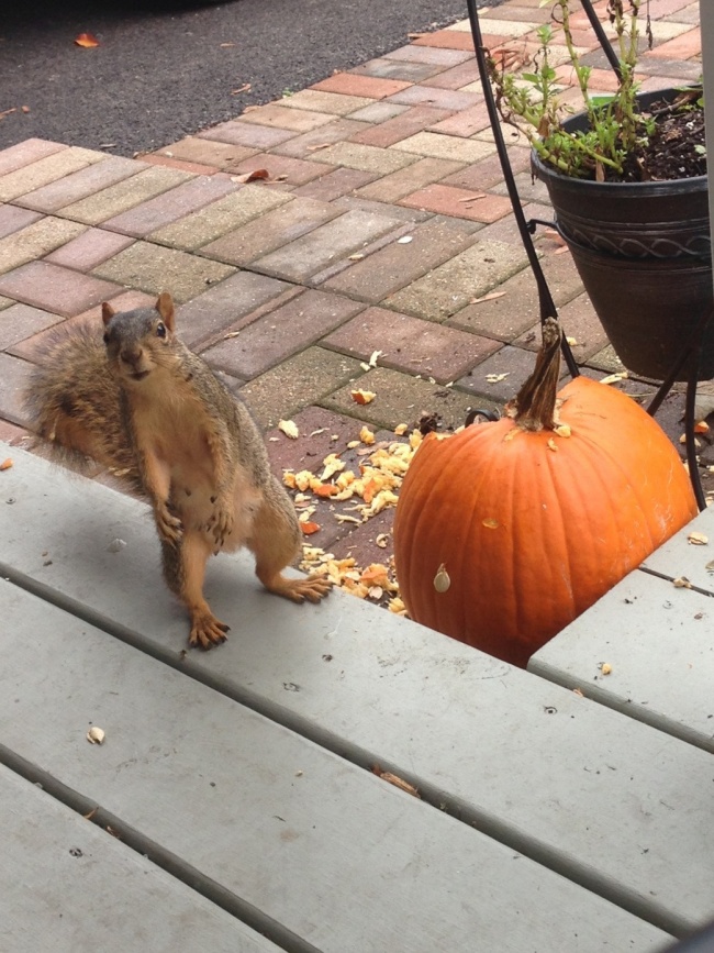 25 животных, которые плевали на эти ваши правила 