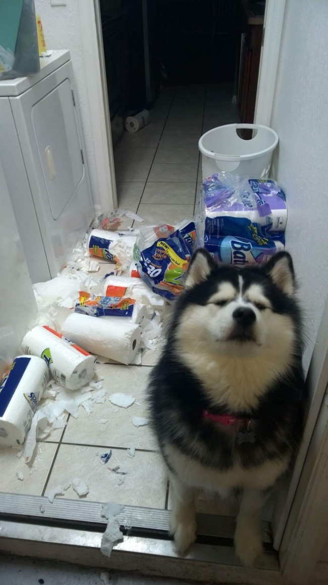 25 животных, которые плевали на эти ваши правила 