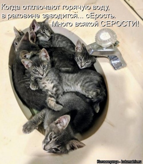 Лучшая котоматрица недели  смешные картинки