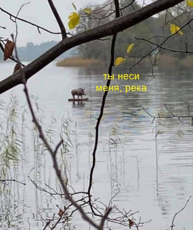 Подборка прикольных картинок Подборка прикольных картинок приколы,смешные картинки,юмор