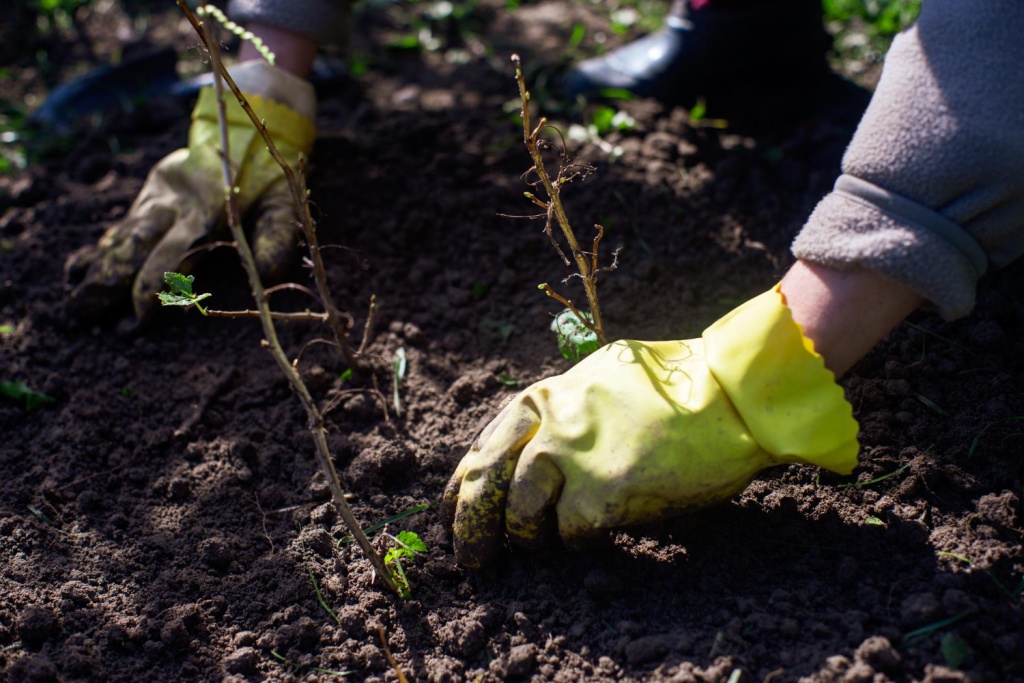 Губернатор Вологодской области рассказал о выполнении программы лесовосстановления в рамках нацпроекта 