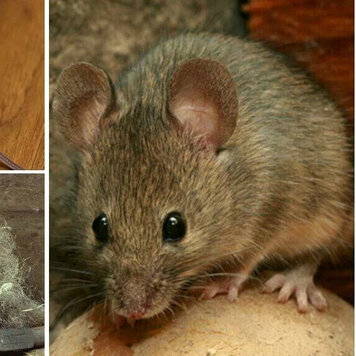 Как избавиться от мышей в доме: 3 способа вредители,грызуны,полезные советы
