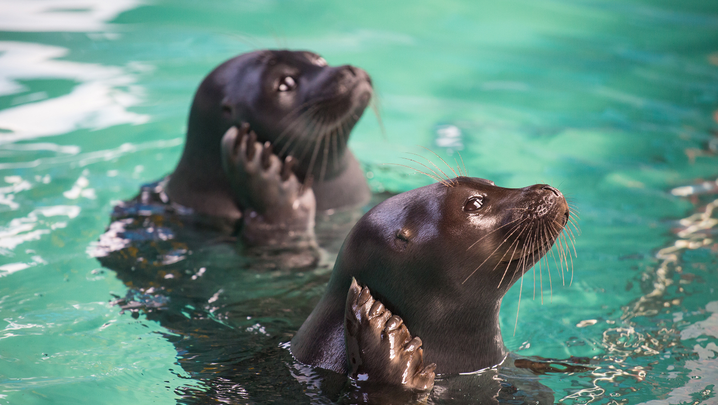 Байкальская нерпа: как живет эндемик  самого глубокого озера в мире нерпы, нерпа, байкальская, жизни, ласты, когтями, которые, может, животного, живут, время, нерпаФото, служат, точно, месяца, Байкала, довольно, байкальской, который, особей
