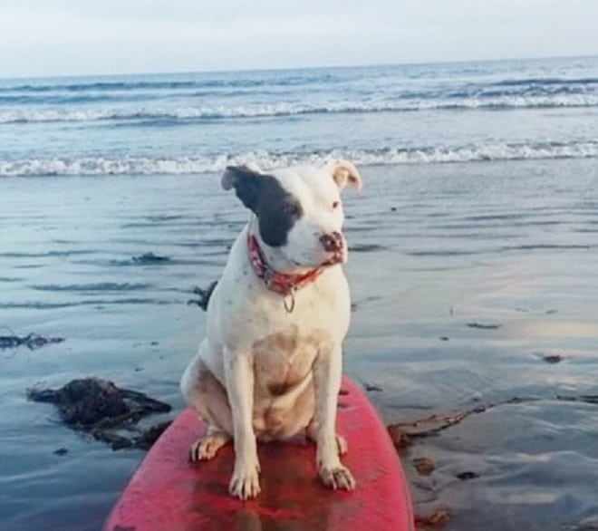 Собака сидит