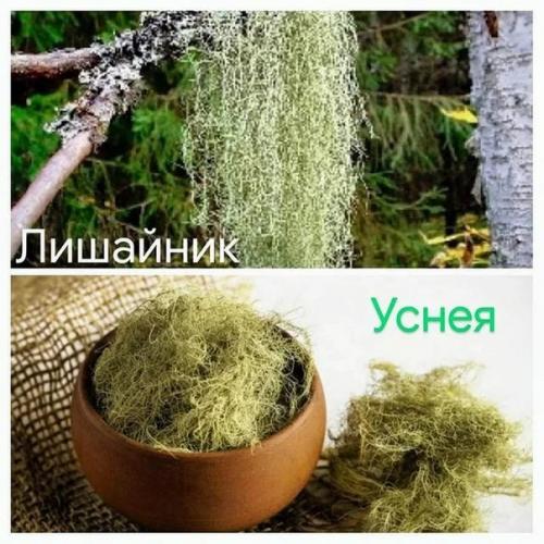 Природная аптека.  Уснея - мощнейший природный антибиотик. 01