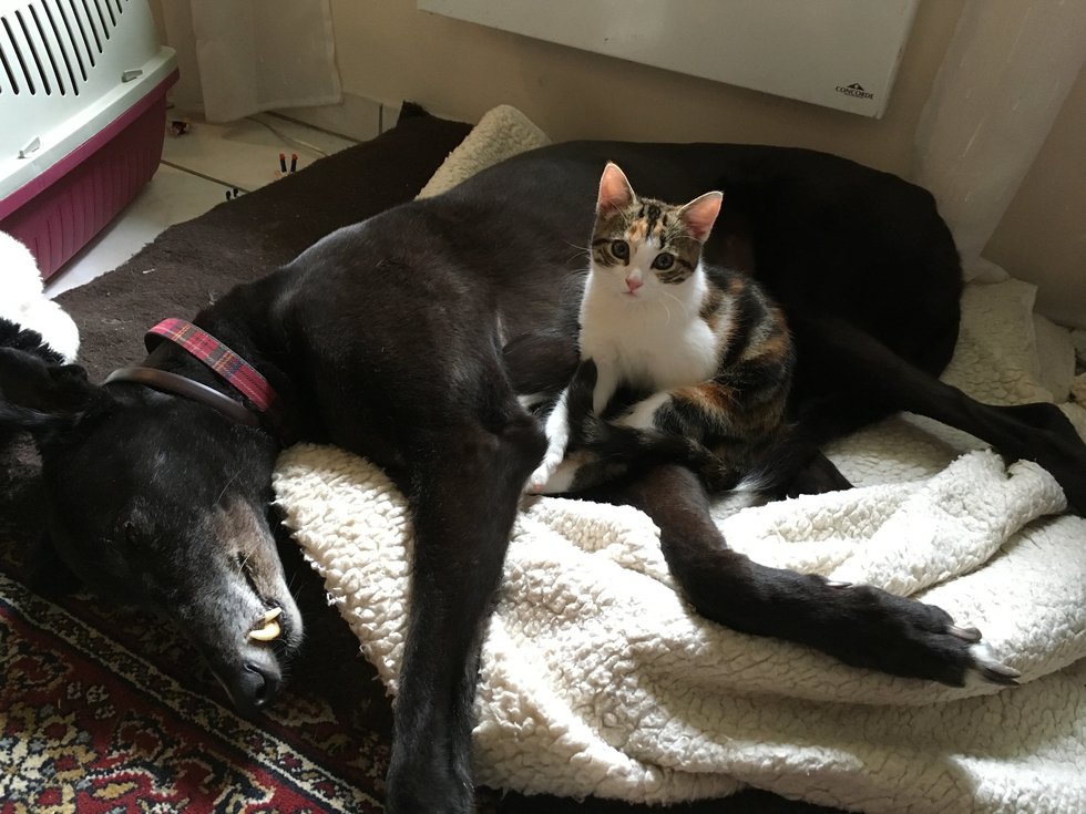 Одинокий котенок изо всех сил цеплялся за велосипедистов, чтобы те не уехали без него Одинокий котенок изо всех сил цеплялся за велосипедистов, чтобы те не уехали без него истории из жизни