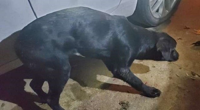 Щенок подходит