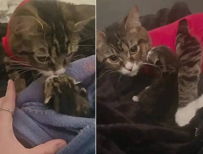 Без кота и жизнь не та