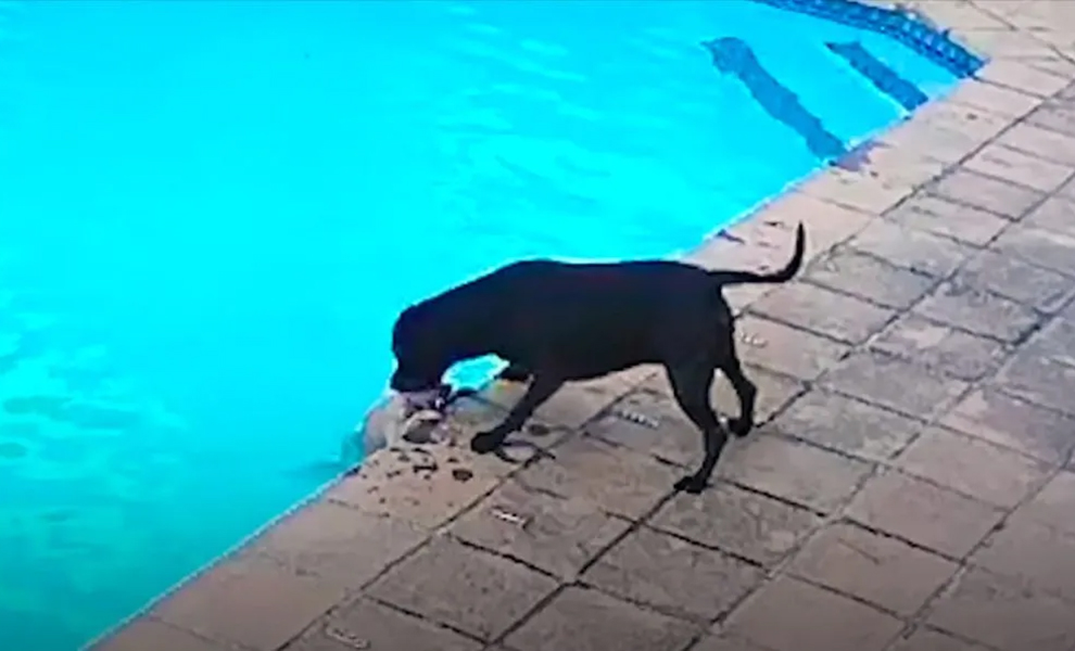 Собака упала в бассейн и не могла выбраться: людей рядом не было, но на помощь пришла другая собака. Видео