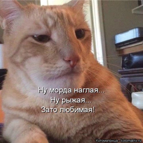 Лучшая котоматрица недели  смешные картинки