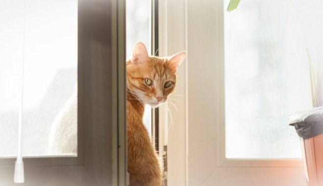 Жизнь без штор. Шесть типов непрозрачного стекла, которым можно отгородиться от мира