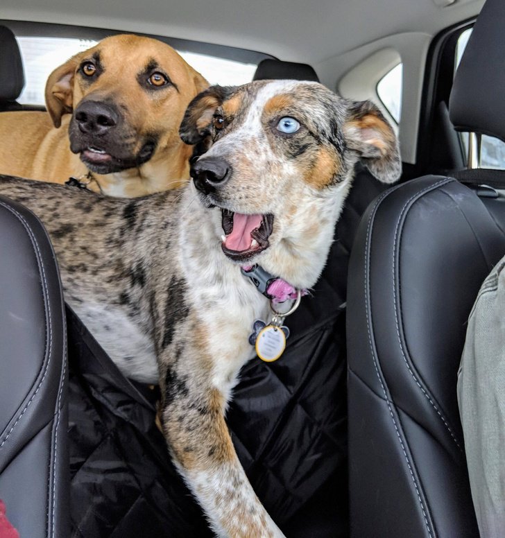 26 животных, чьи фото нужно смотреть два раза в день для настроения 26 животных, чьи фото нужно смотреть два раза в день для настроения животные